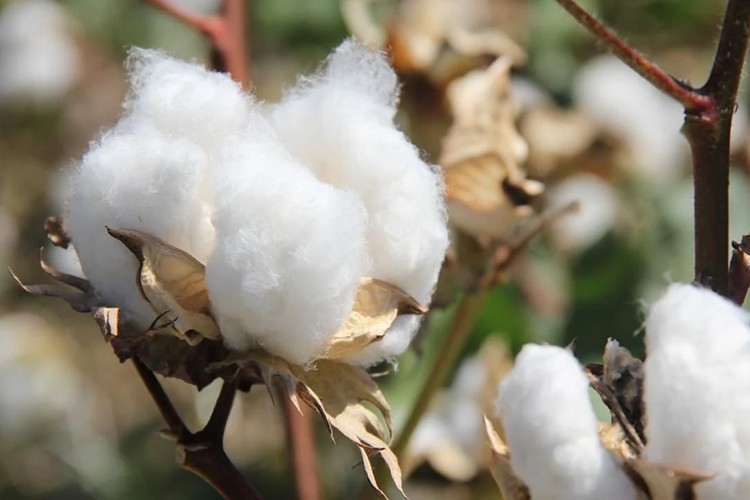 Söke pamuğu AB'den coğrafi işaret tescili aldı