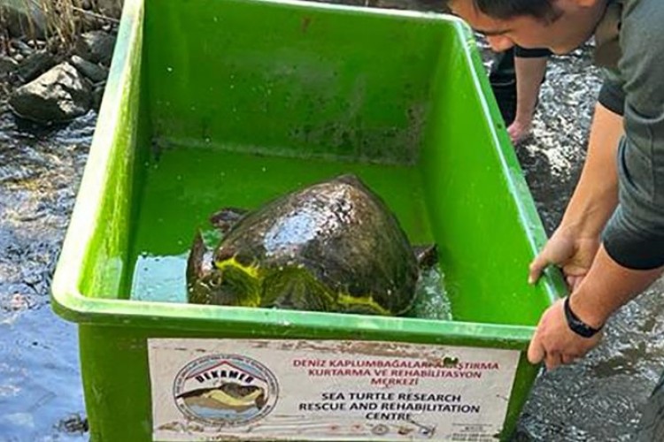 Caretta caretta yeniden denizle buluştu