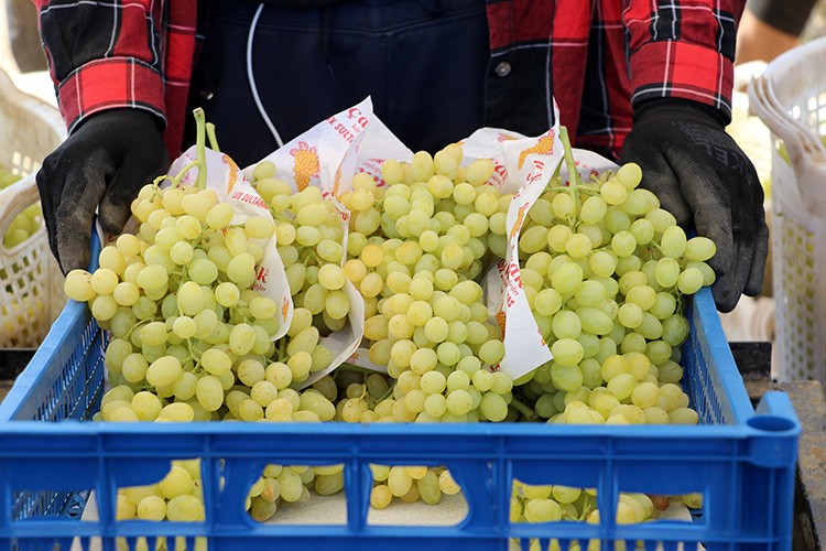 Sofralık üzümde ihracat hedefi 200 milyon dolar