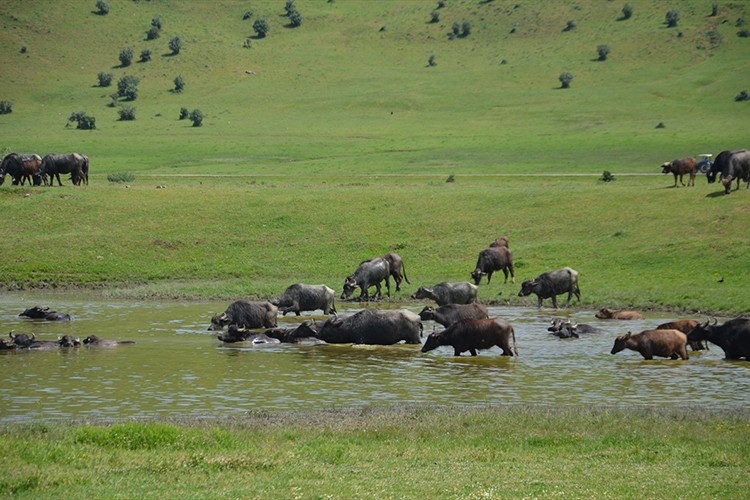 Muş Ovası'nda otlatılan mandalar Karasu Nehri'nde serinliyor
