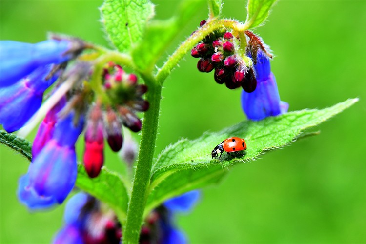 Kars'ta yağmurlar sonrası doğa canlandı