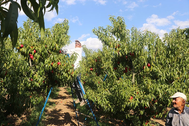 Bilecik'te üretilen şeftali ve nektarin ihraç ediliyor