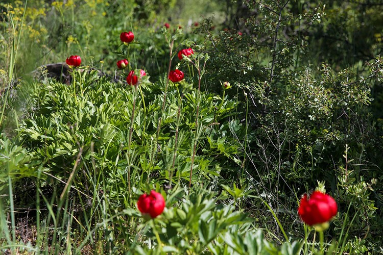 Ender görülen İtecik lalesi kan kırmızısı rengini gösterdi
