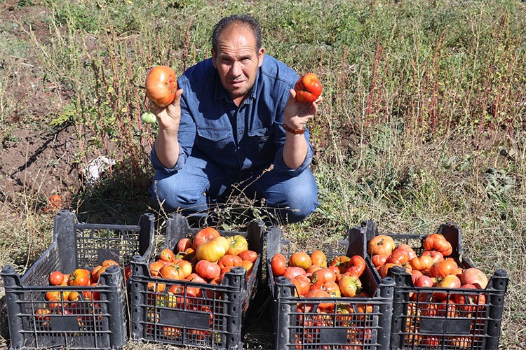 İklim koşullarına rağmen sebze yetiştiriciliğine başladı