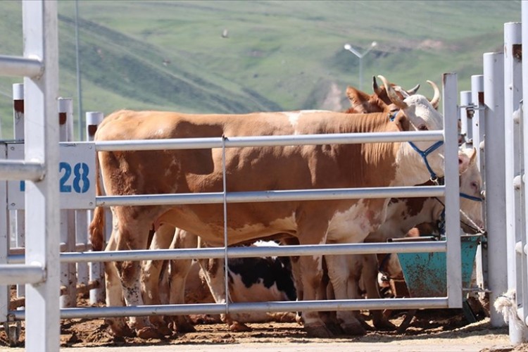 Erzurum, Kars ve Ağrı'dan farklı illere 87 bin 45 kurbanlık gönderildi