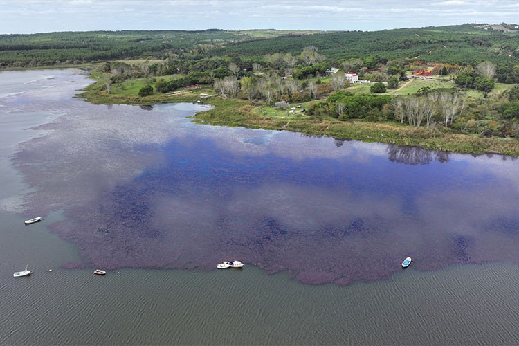 Terkos Gölü'ndeki doğanın renkleri dronla görüntülendi