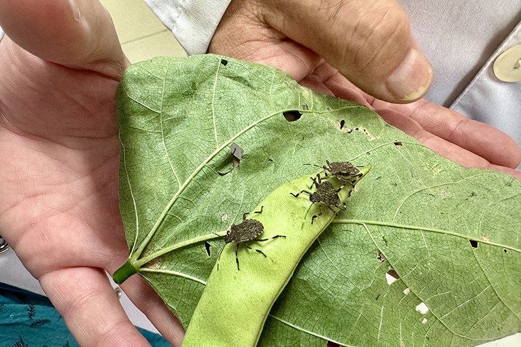 Kahverengi kokarca zararlısına karşı 1 milyondan fazla hane ilaçlandı