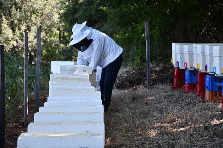 Arıcılıkta kovan sayısı ve bal üretimi arttı