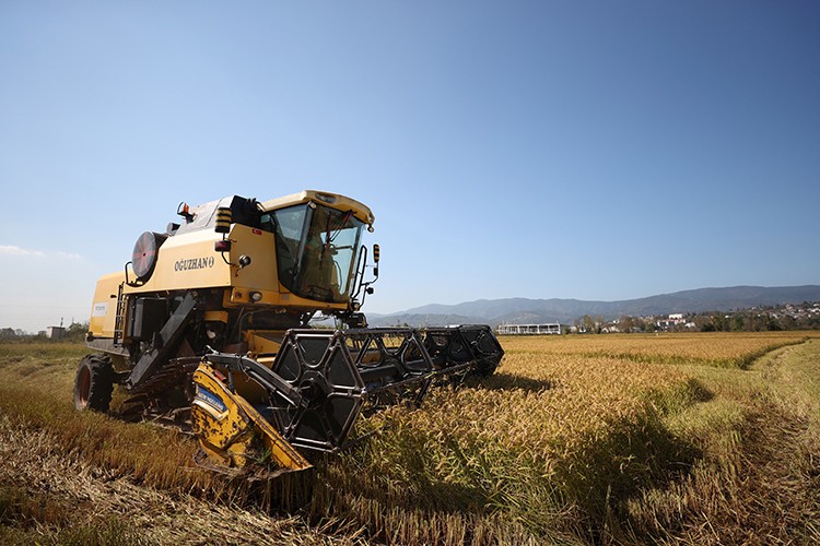 Konuralp pirincinde hasat başladı