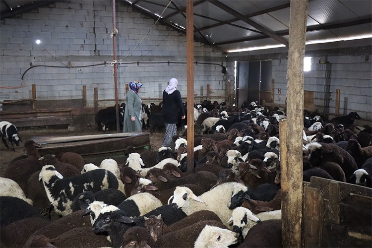 Erzincanlı anne ile kızı koyun sayılarını 100'den 900'e çıkarttı