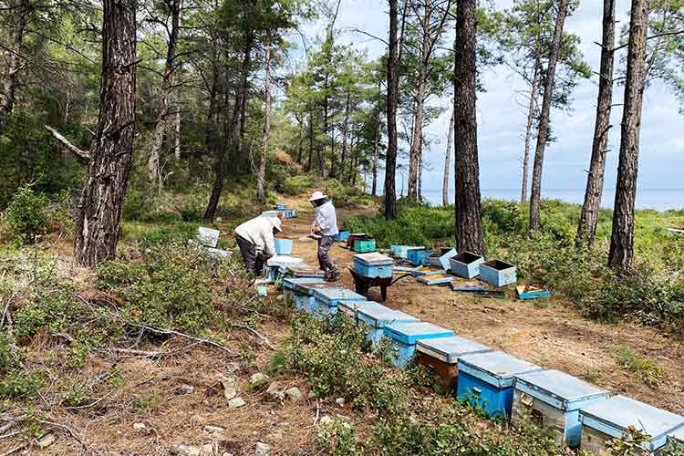 Çiçek balı arıcılarının hasat telaşı başladı