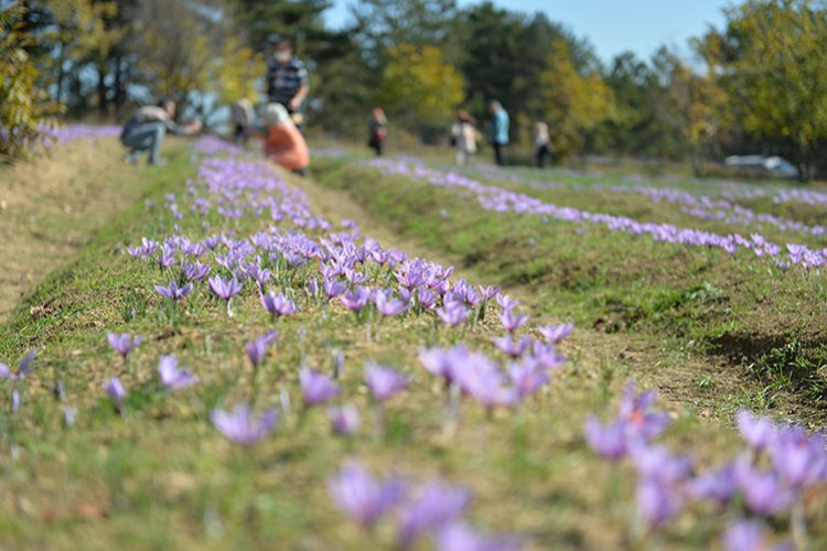 Safranbolu'da "milli bitki" safran ile turizmi artırma hedefi
