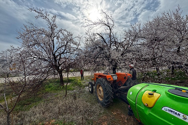 Üretici tarlada nöbette