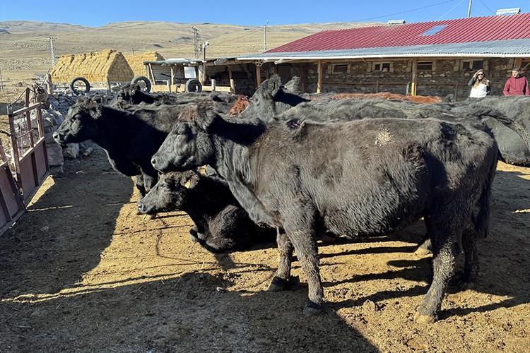 90 üreticiye toplam 1350 büyükbaş hayvan desteği