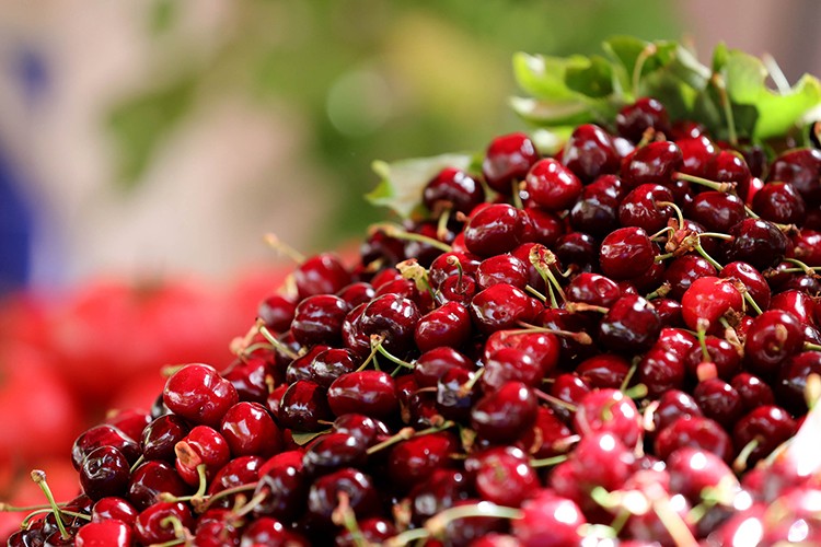 Türk kirazı 62 ülkede ağızları tatlandırıyor