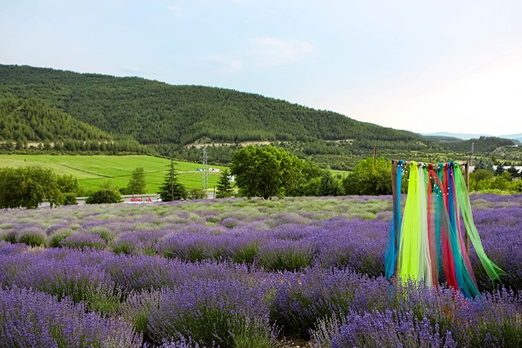 Lavanta tarlaları Safranbolu'nun turizm potansiyeline katkı sağlıyor