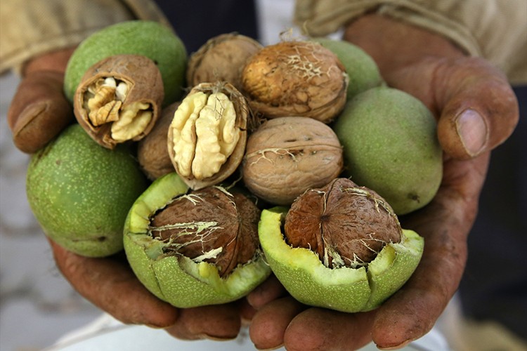 Adilcevaz cevizi bu yıl altın yılını yaşıyor