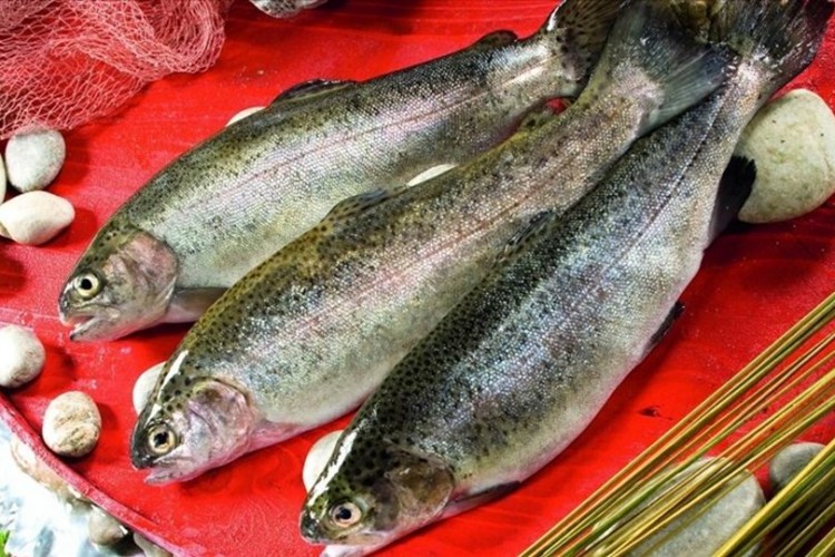 Türk somonunun 9 aylık ihracatında Rusya başı çekti