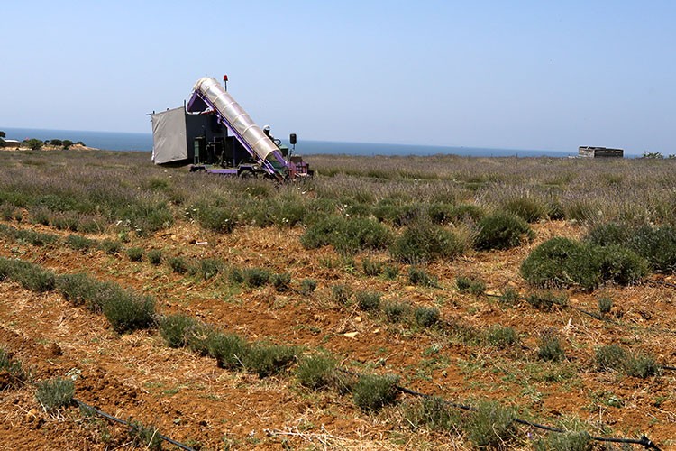 Lavanta hasadı için hasat makinesi geliştirdi