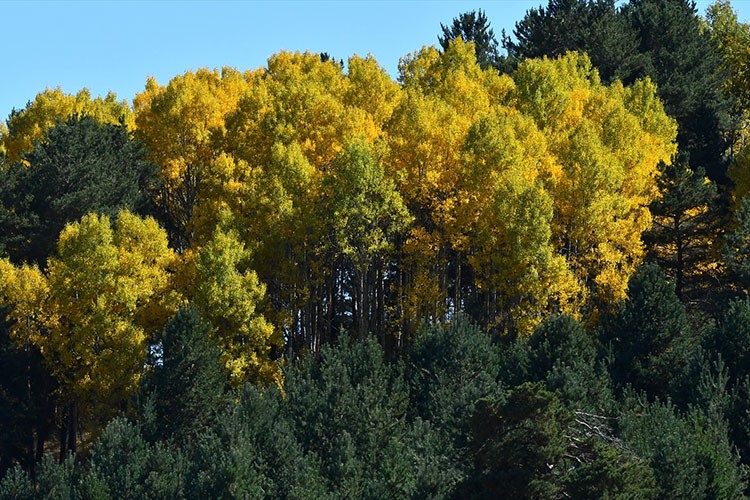 Kars'ın doğası sonbahar renkleriyle süslenmeye başladı