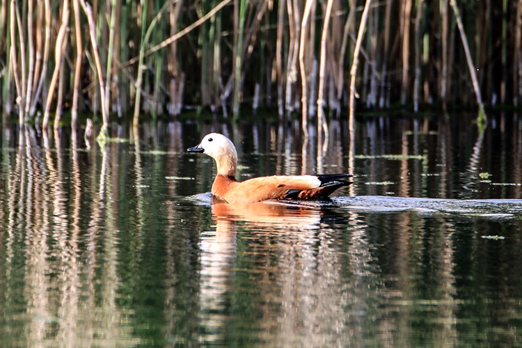 Göçmen kuşların SIĞINAĞI OLDU