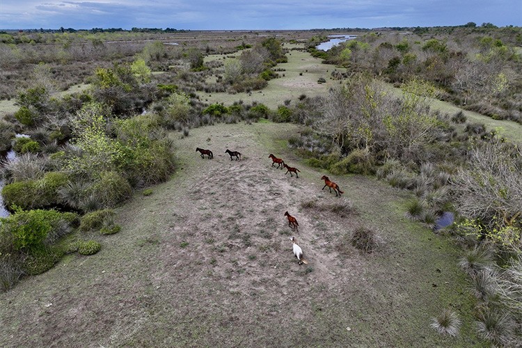 Yağışlar Kızılırmak Deltası Kuş Cenneti'ni yeniden canlandırdı