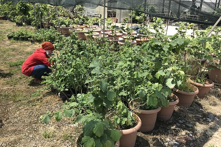 Soğuğa dayanıklı fındık projesi