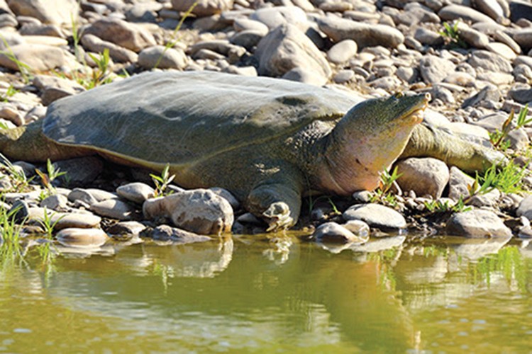 "İzleme ve koruma çalışmalarımız devam ediyor"