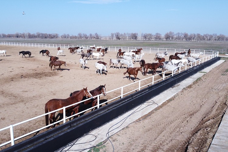 Yetiştirilen taylardan 120'si bu yıl satılıyor