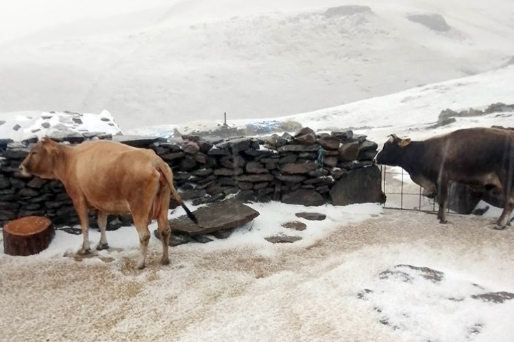 Tuygun köyü yaylası dolu ve karla beyaza büründü