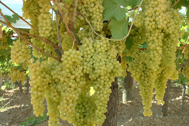 Üzümde tarihler belli oldu