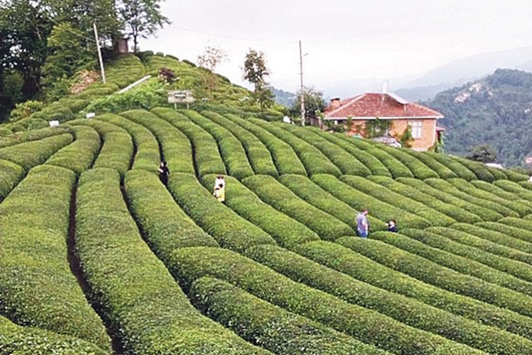 Rize'nin 11 aylık çay ihracatı 9,6 milyon doları aştı
