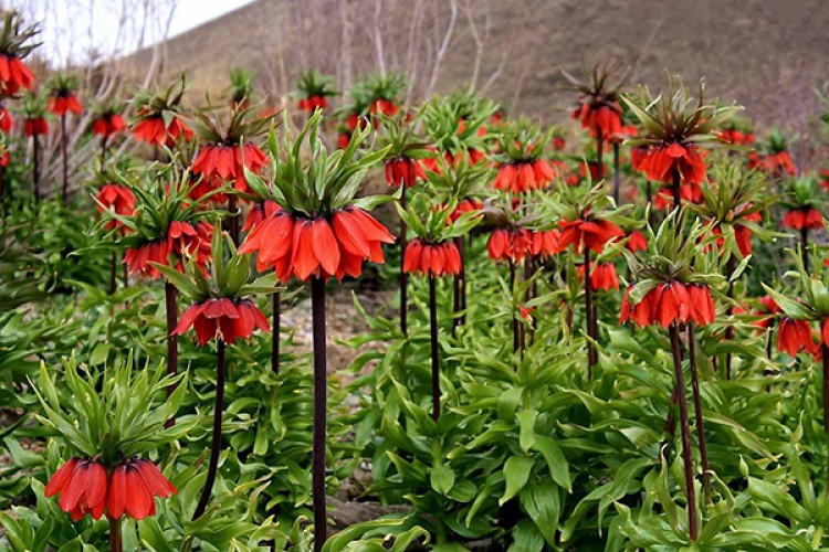 "Ağlayan gelin" projesi