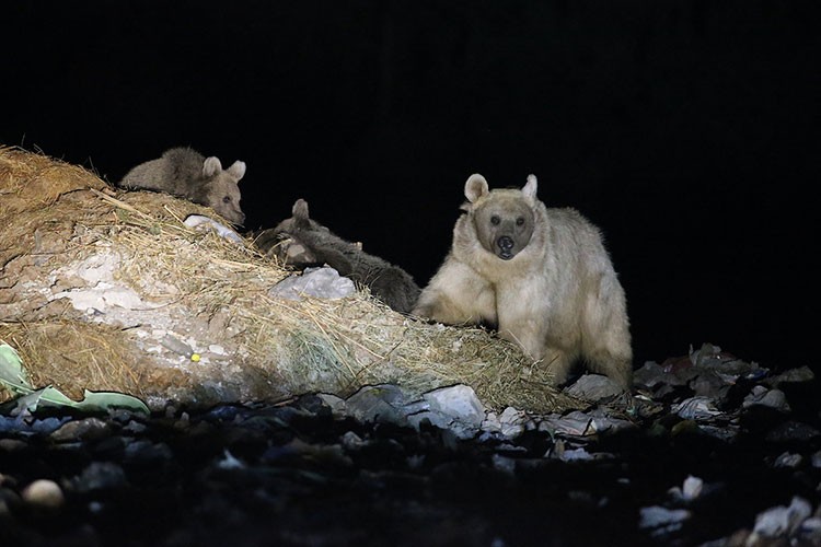 Kars'ta anne bozayı yavrularıyla çöplükte görüntülendi