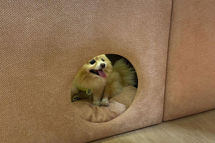 Evcil hayvanlar için üretilen yataklar 26 ülkeye satılıyor