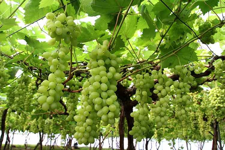 Mersin'de örtü altında üzüm hasadı başladı