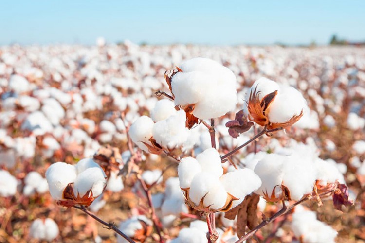 Ege Bölgesi'nde 179 bin ton pamuk üretimi bekleniyor