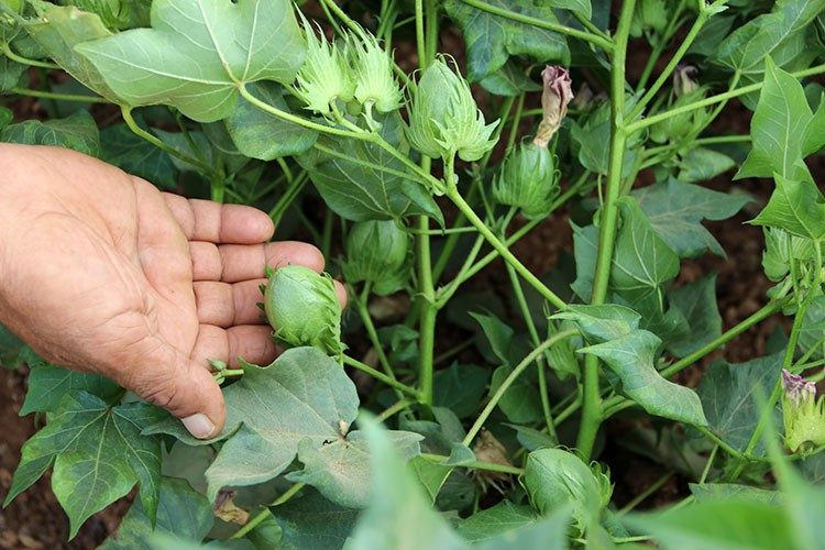 Pamukta yüksek rekolte bekleniyor