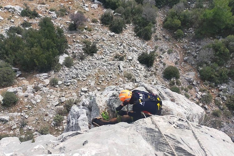 Dağlık alanda mahsur kalan keçileri AFAD kurtardı