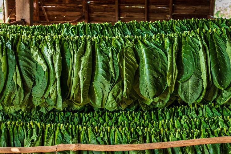 Tütün sektörü 6 ayda 451 milyon dolar ihracat gerçekleştirdi