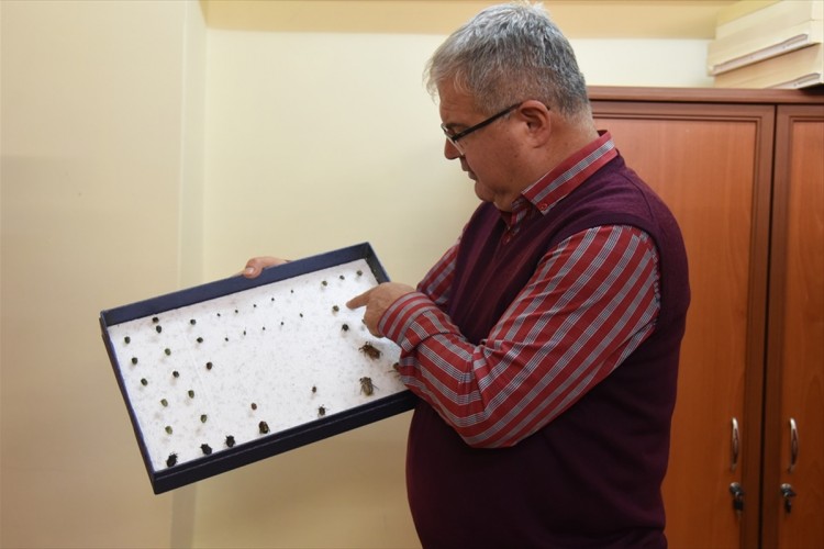 Küresel ısınma böcek popülasyonunu artırdı