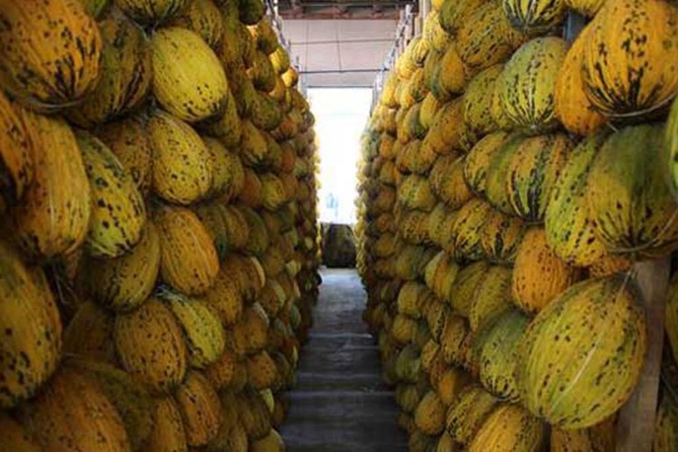 Kırkağaç kavunu AB yolcusu