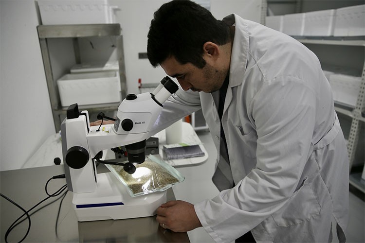 Laboratuvarda üretilen "avcı böcekler" ihraç ediliyor