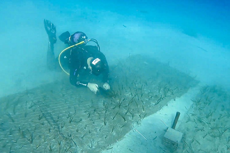 Göcek'te 2.000 yaşında deniz çayırı keşfedildi