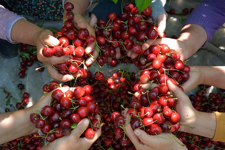 Demirci'nin kirazı üreticileri memnun etti