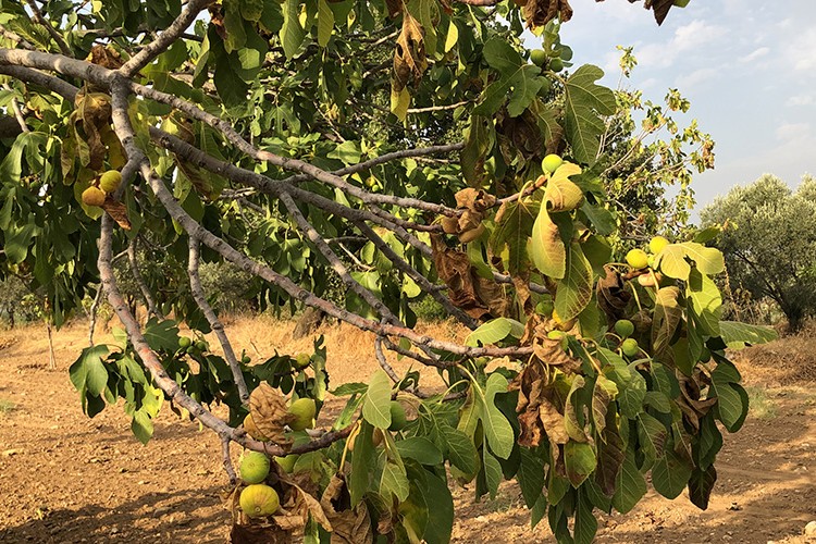 Aydın'da incir üreticileri rekoltede düşüş bekliyor
