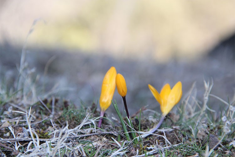 Çorum'da baharın müjdecisi çiğdemler erken açtı