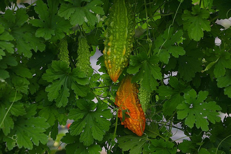 Bayburt'un ürün yelpazesine kudret narı da eklendi