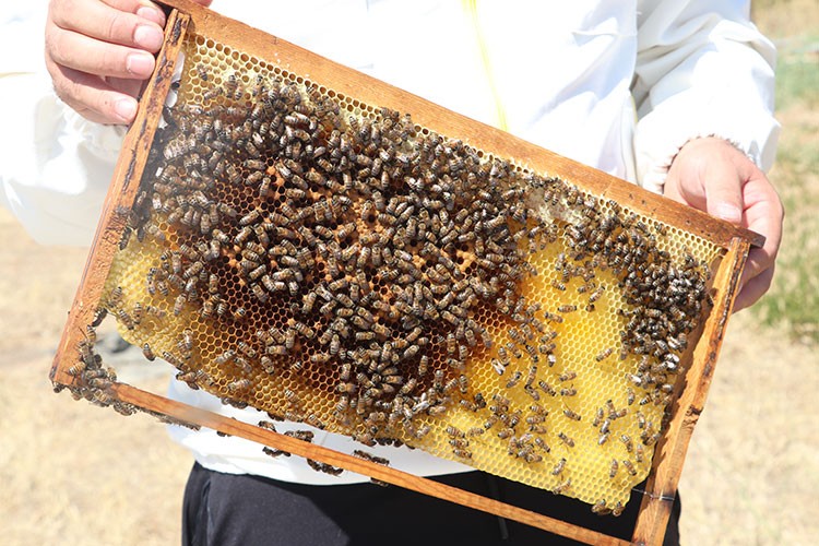 Yüksek sıcaklık Batman'da bal üretimini olumsuz etkiledi