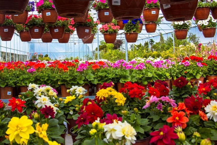 Çiçekçiliğin Ulusal Meslek Standardı belirlendi